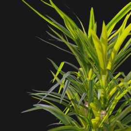 Alternative view of Yucca (v2)
