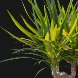 Alternative view of Yucca (v3)