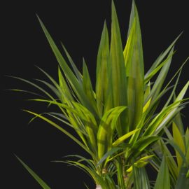 Alternative view of Yucca (v4)