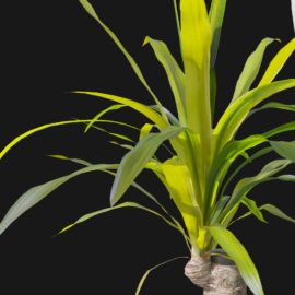 Alternative view of Yucca (v5)