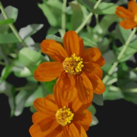 Alternative view of Zinnia (v1)