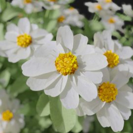 Alternative view of Zinnia (v10)