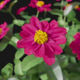 Alternative view of Zinnia (v2)