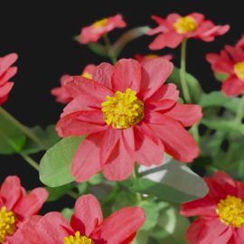 Alternative view of Zinnia (v3)