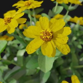 Alternative view of Zinnia (v4)