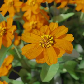 Alternative view of Zinnia (v5)