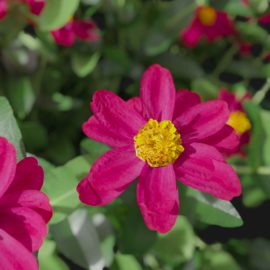 Alternative view of Zinnia (v6)
