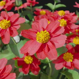 Alternative view of Zinnia (v7)