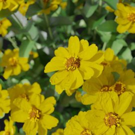 Alternative view of Zinnia (v8)