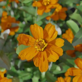 Alternative view of Zinnia (v9)