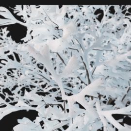 Alternative view of Apple Tree Winter (v3)