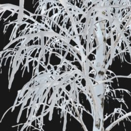 Alternative view of Birch Winter (v9)