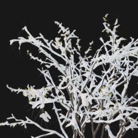 Alternative view of Cherry Blossom Winter (v4)