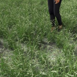 Alternative view of Orchard Grass (v1)