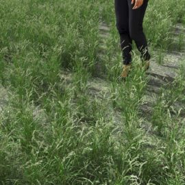 Alternative view of Orchard Grass (v2)