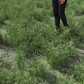 Alternative view of Orchard Grass (v3)