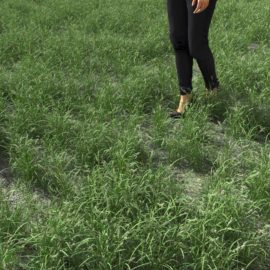 Alternative view of Orchard Grass (v4)