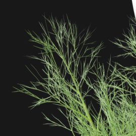 Alternative view of Dill (v1)