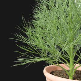 Alternative view of Dill (v2)
