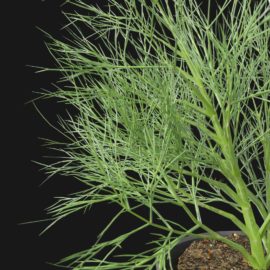 Alternative view of Dill (v3)