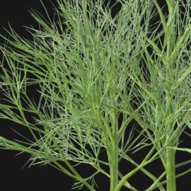 Alternative view of Dill (v4)