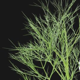 Alternative view of Dill (v5)