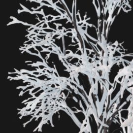 Alternative view of White Oak Winter (v3)