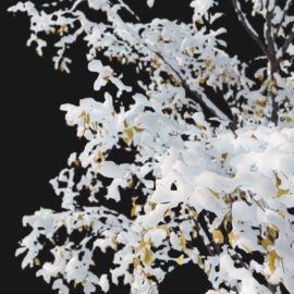 Alternative view of White Oak Winter (v4)