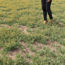 Alternative view of Fescue Ornament (v1)