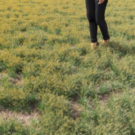 Alternative view of Fescue Ornament (v2)