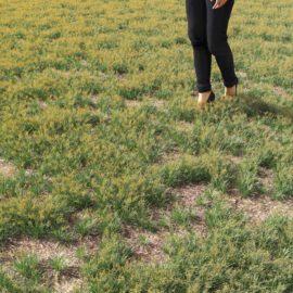 Alternative view of Fescue Ornament (v3)