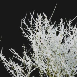 Alternative view of Forsythia Winter (v3)