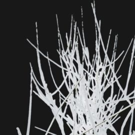 Alternative view of Forsythia Winter (v4)