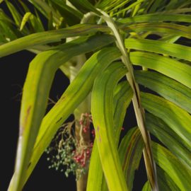 Alternative view of Foxtail Palm (v1)