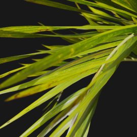 Alternative view of Foxtail Palm (v2)