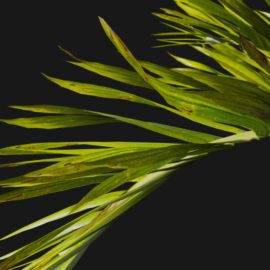 Alternative view of Foxtail Palm (v3)