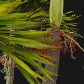 Alternative view of Foxtail Palm (v4)