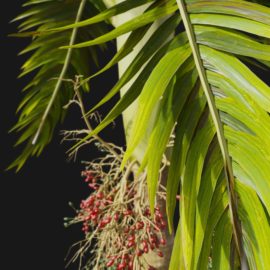 Alternative view of Foxtail Palm (v5)