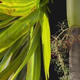 Alternative view of Foxtail Palm (v7)