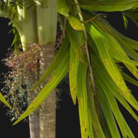 Alternative view of Foxtail Palm (v8)