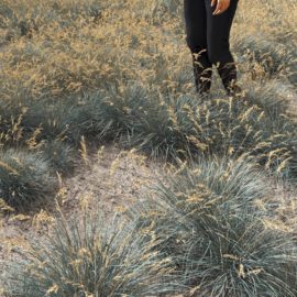 Alternative view of Blue Oat (v1)