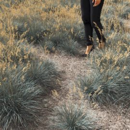 Alternative view of Blue Oat (v3)