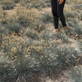 Alternative view of Blue Oat (v4)