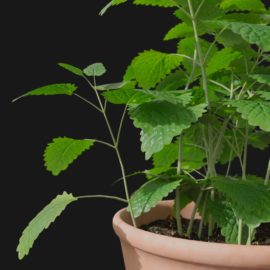 Alternative view of Lemon Balm (v2)