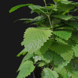 Alternative view of Lemon Balm (v3)