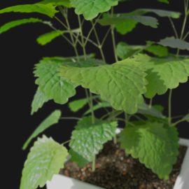 Alternative view of Lemon Balm (v4)