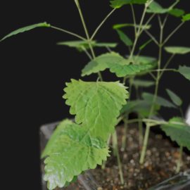 Alternative view of Lemon Balm (v5)