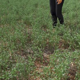 Alternative view of Peppergrass (v1)