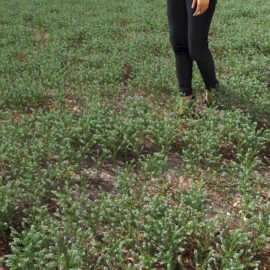 Alternative view of Peppergrass (v2)