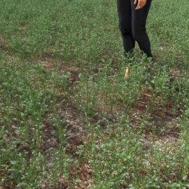 Alternative view of Peppergrass (v3)